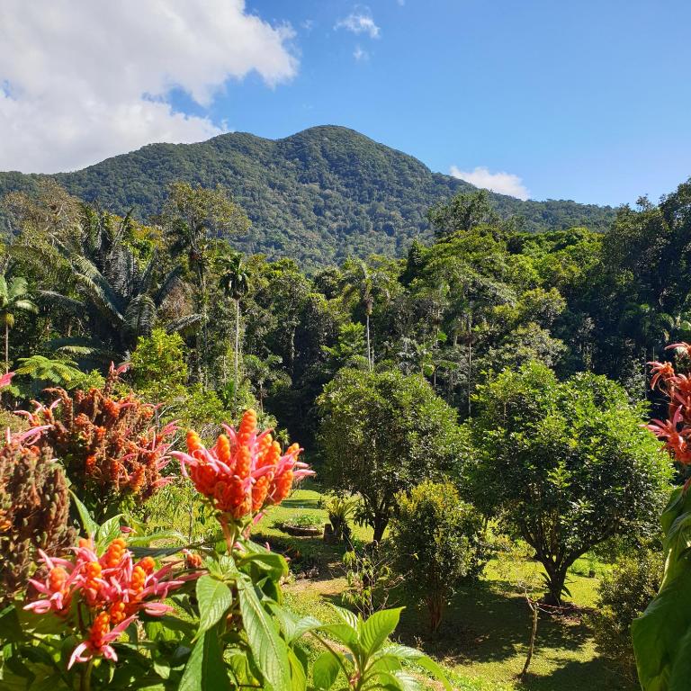 A Daintree Garden photo