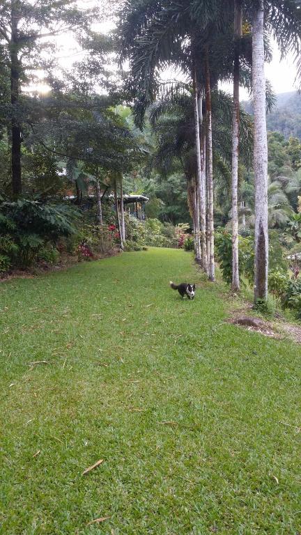 A Daintree Garden photo