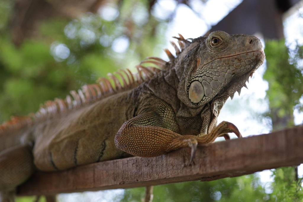 Villa Iguana photo
