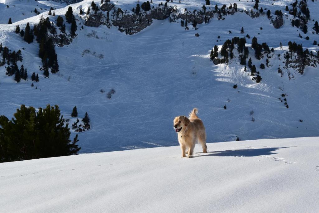 apart-wolf-arlberg photo