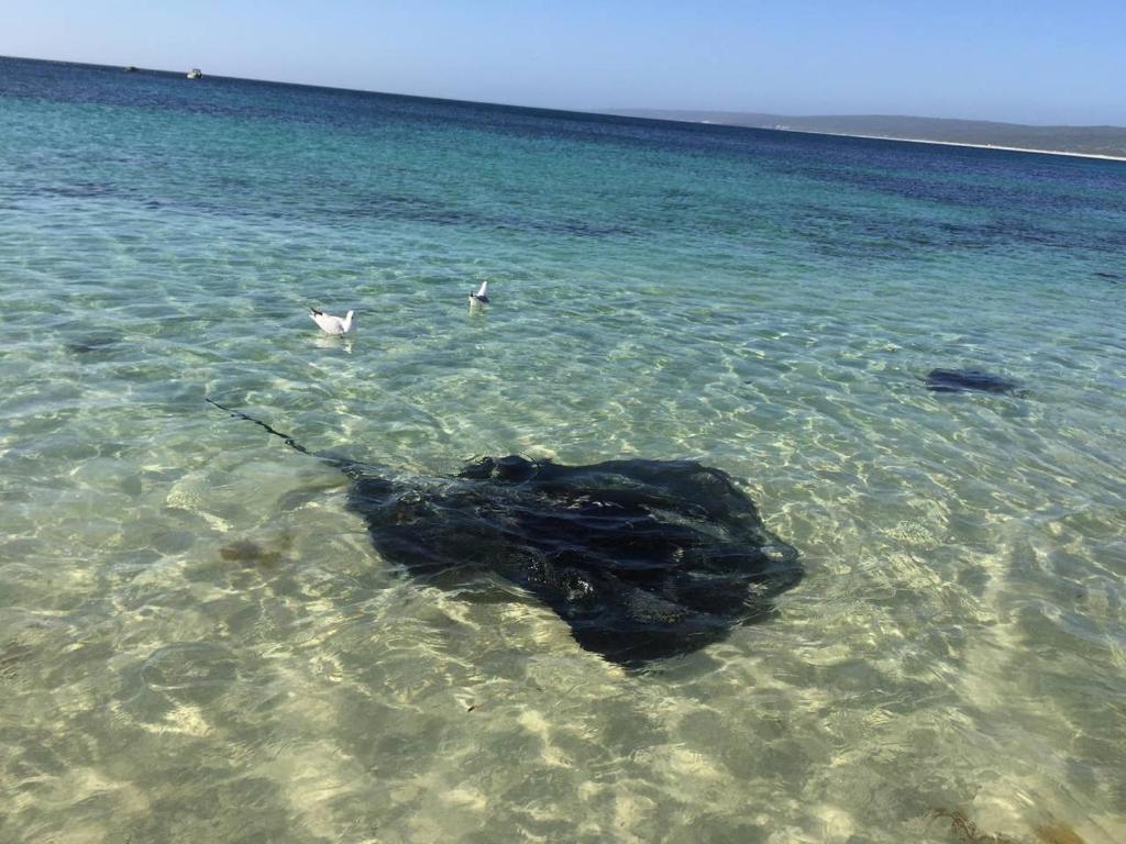 Hamelin Bay Seaclusion photo