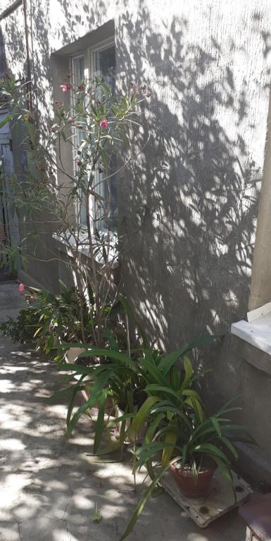 Guest House OTILIA photo