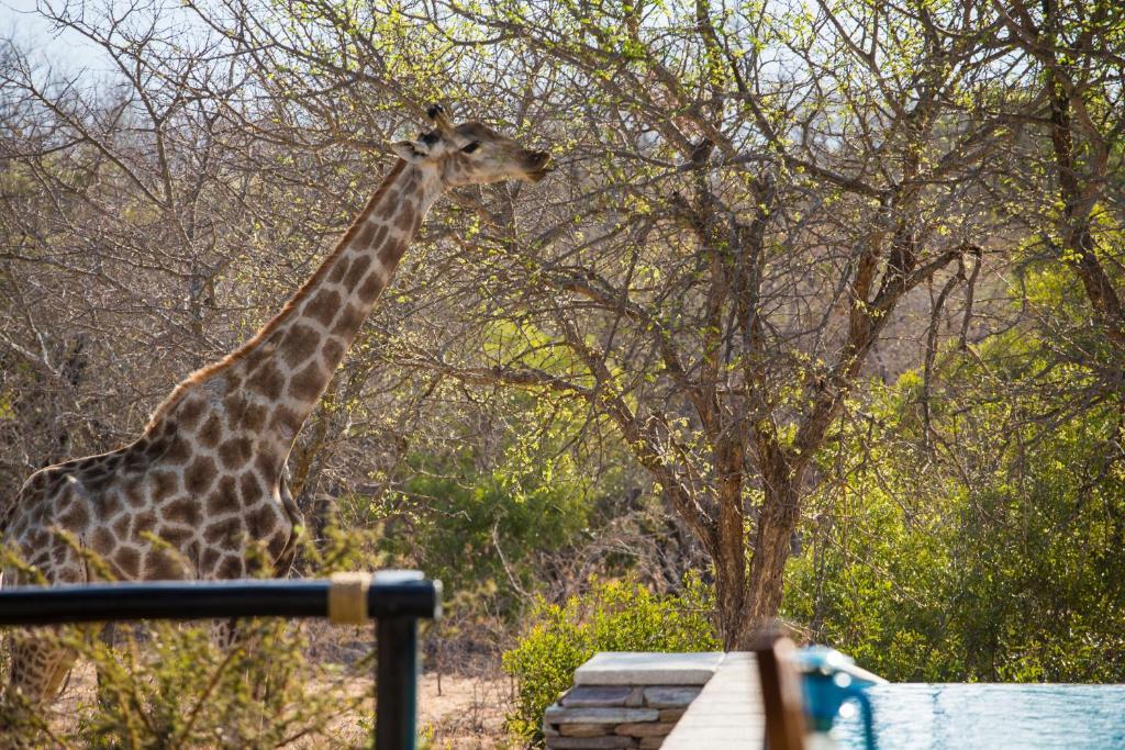Vuyani Safari Lodge photo