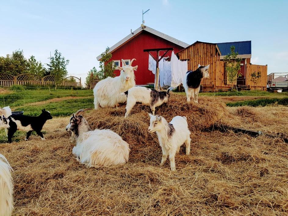 Skalatjorn Guesthouse — Hotel in Selfoss