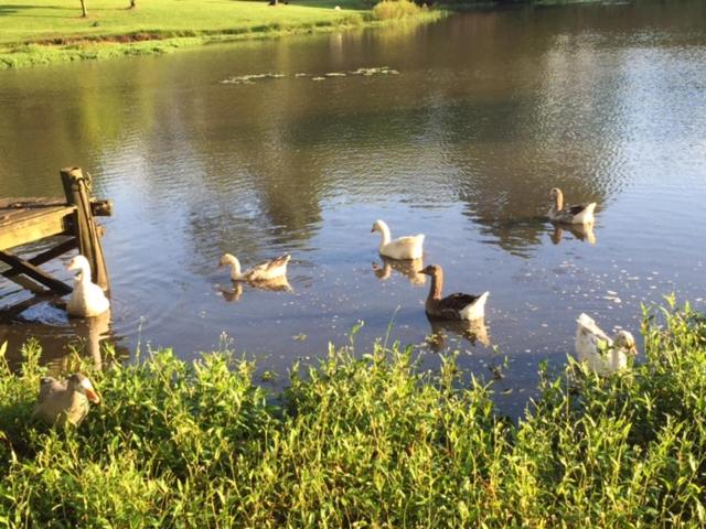 Maleny Lake Cottages photo