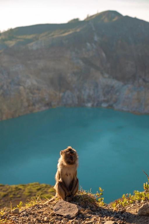 FARILA KELIMUTU LODGE photo
