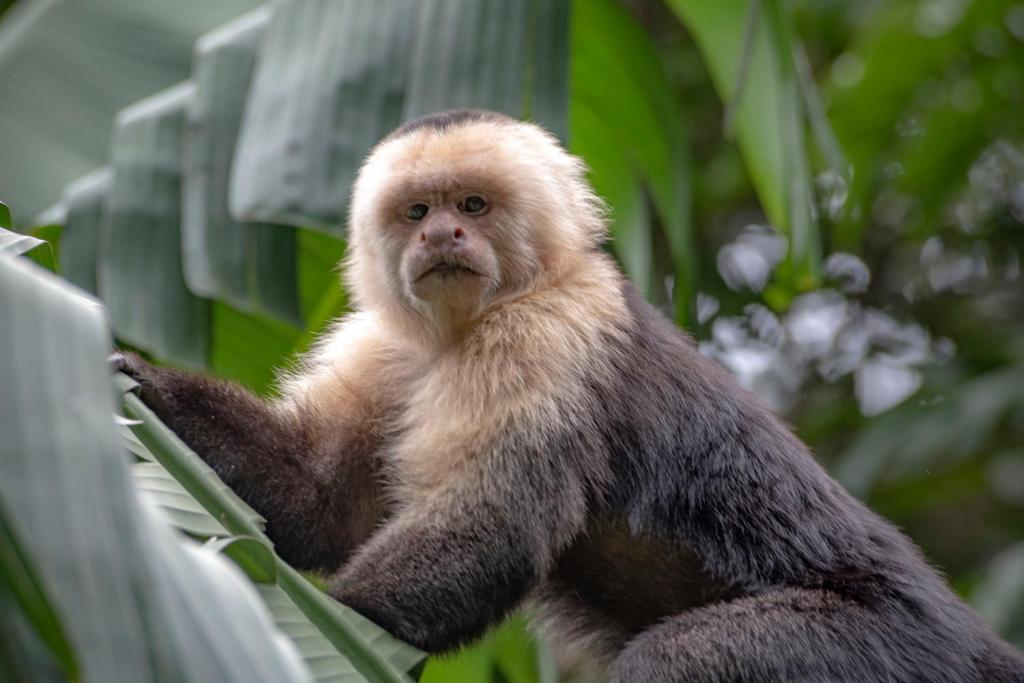 Jaguarundi Lodge - Monteverde photo