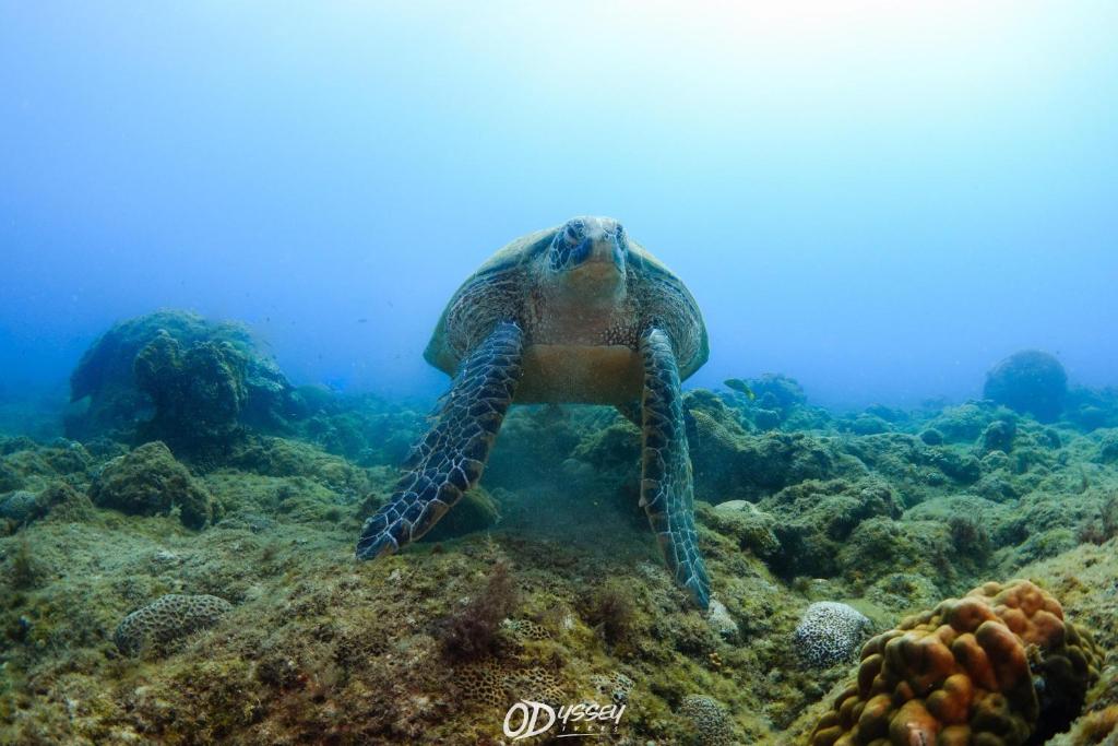 Odyssey Divers Hostel 호텔 이미지 1