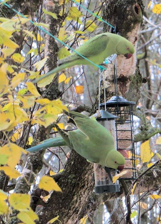 アクティビティ