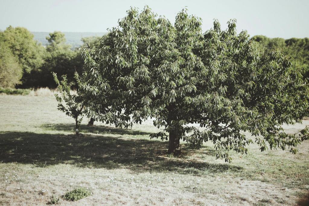 Domaine de Carraire photo