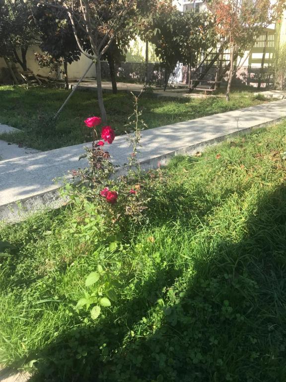 Apartments Firuze photo