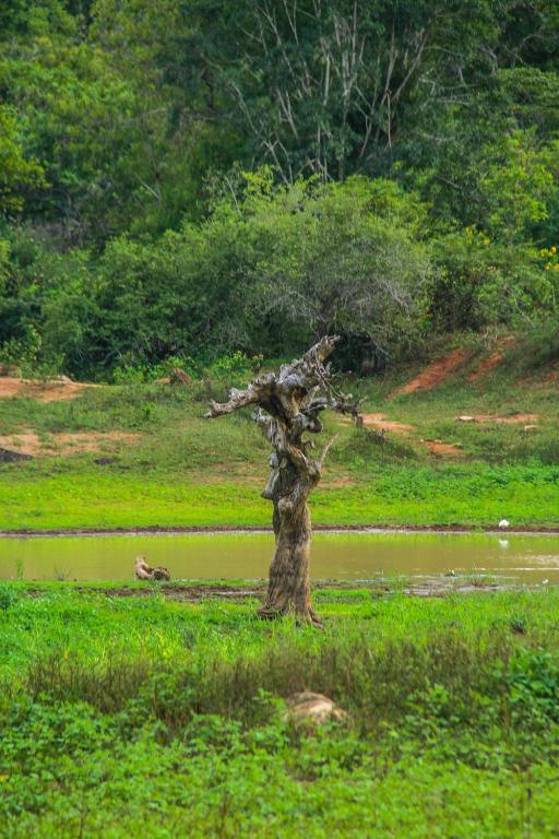 Yala Way Hide Resort photo
