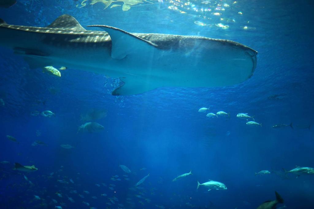 Attraksjoner i nærheten