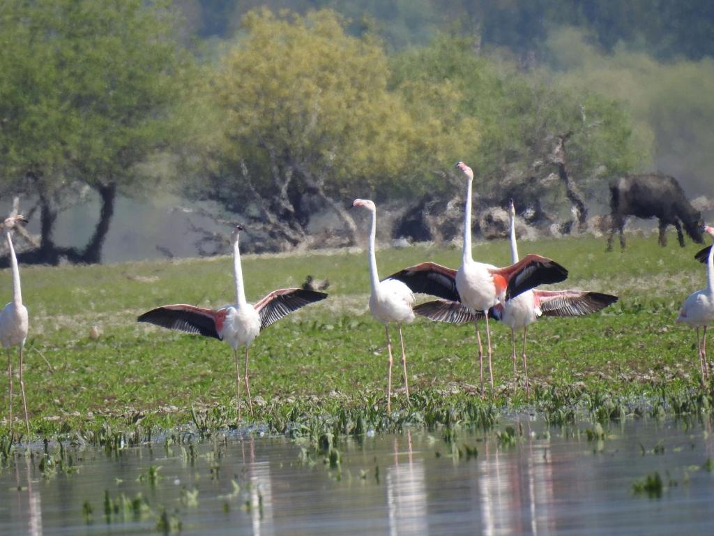 アクティビティ