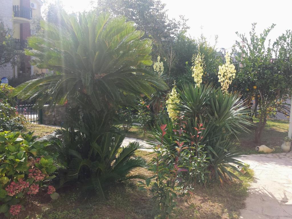 Guest House Djonovic - 3