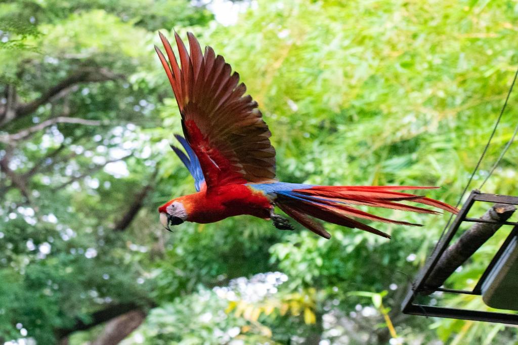 Jungle Lodge at Wild Sun Rescue Center — Hotel in Cabuya
