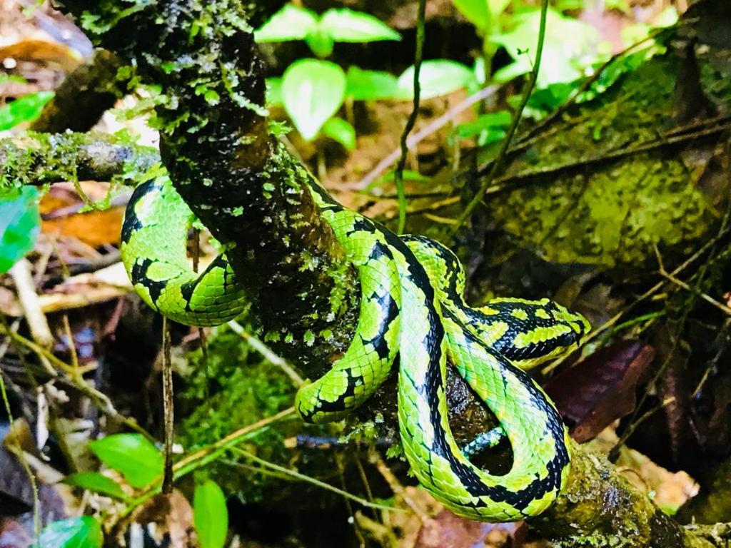 Rainforest Mount Lodge photo