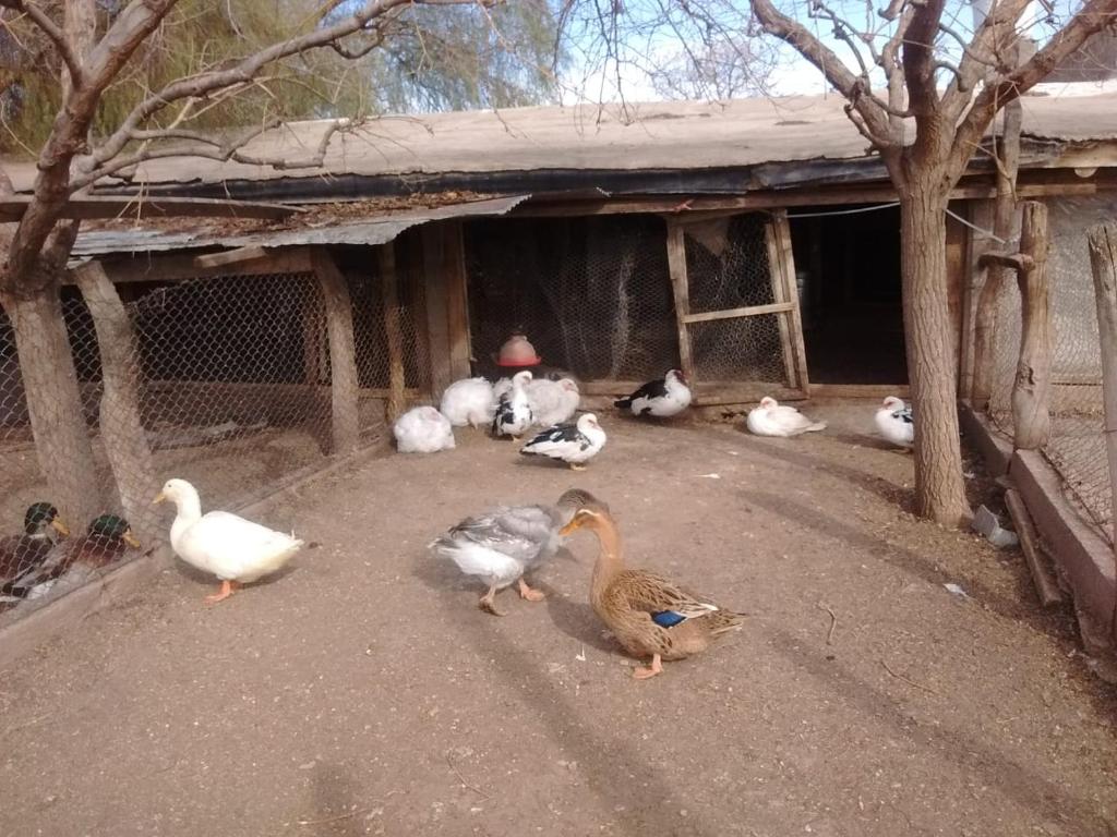 La Finca - 5