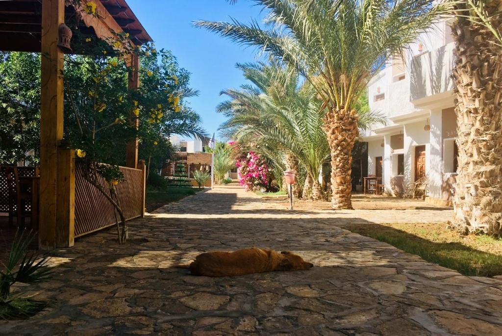 Jowhara Hotel — Hotel in Dahab