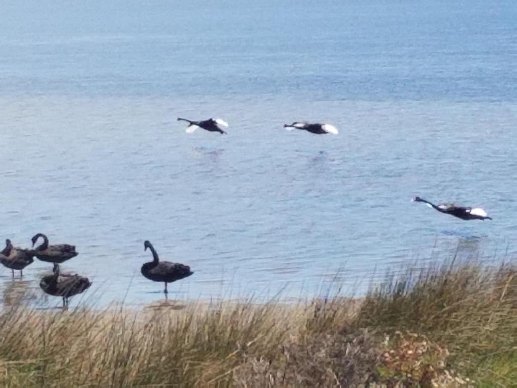 The DOLPHIN PLACE, Australind