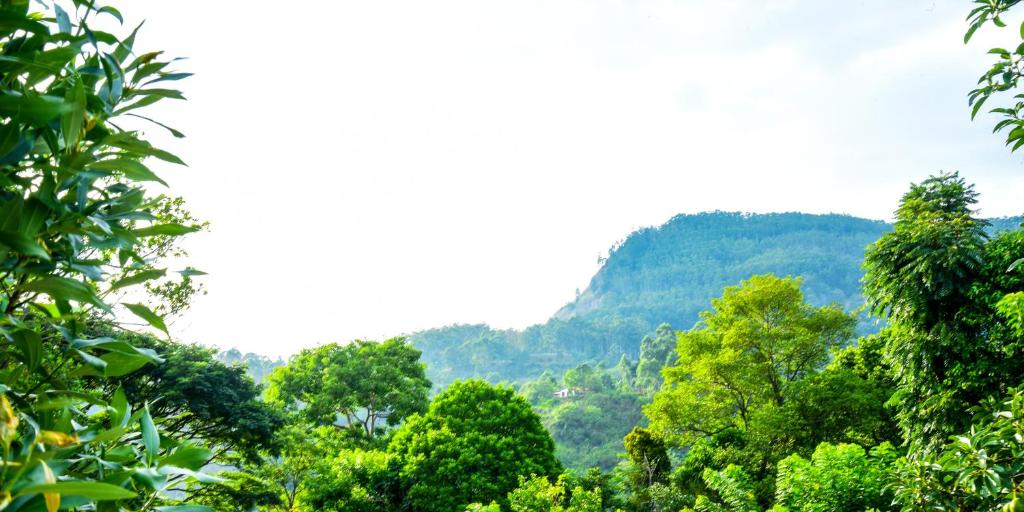 Gems Moon Paradise, Ella