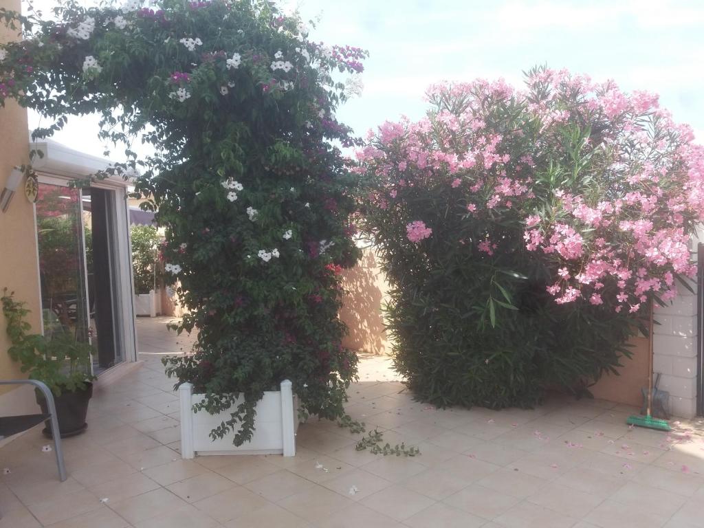 le gardénia - 1