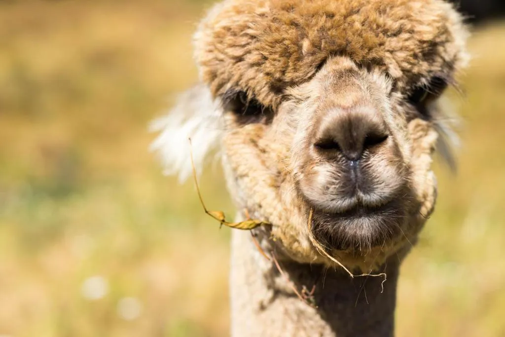 Alpacas Off Grid - Eco Cabin，位于塔卡卡的酒店