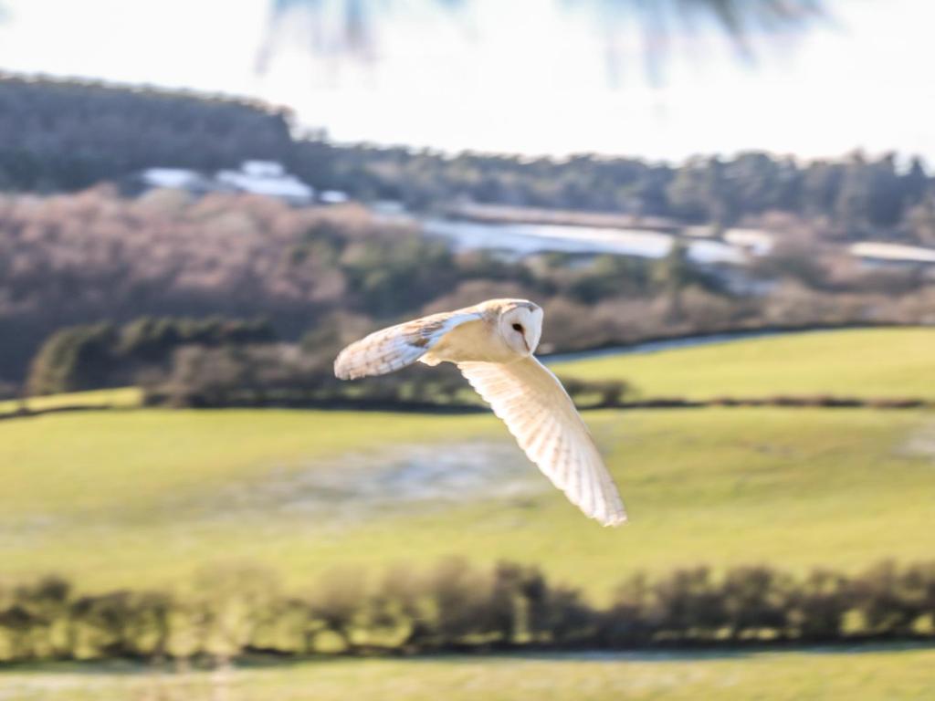 Honey Bee Cottage, Ravenscar photo 8