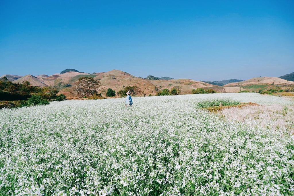 The November &#8211; Moc Chau