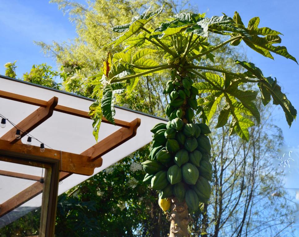 Casa Agrreste photo