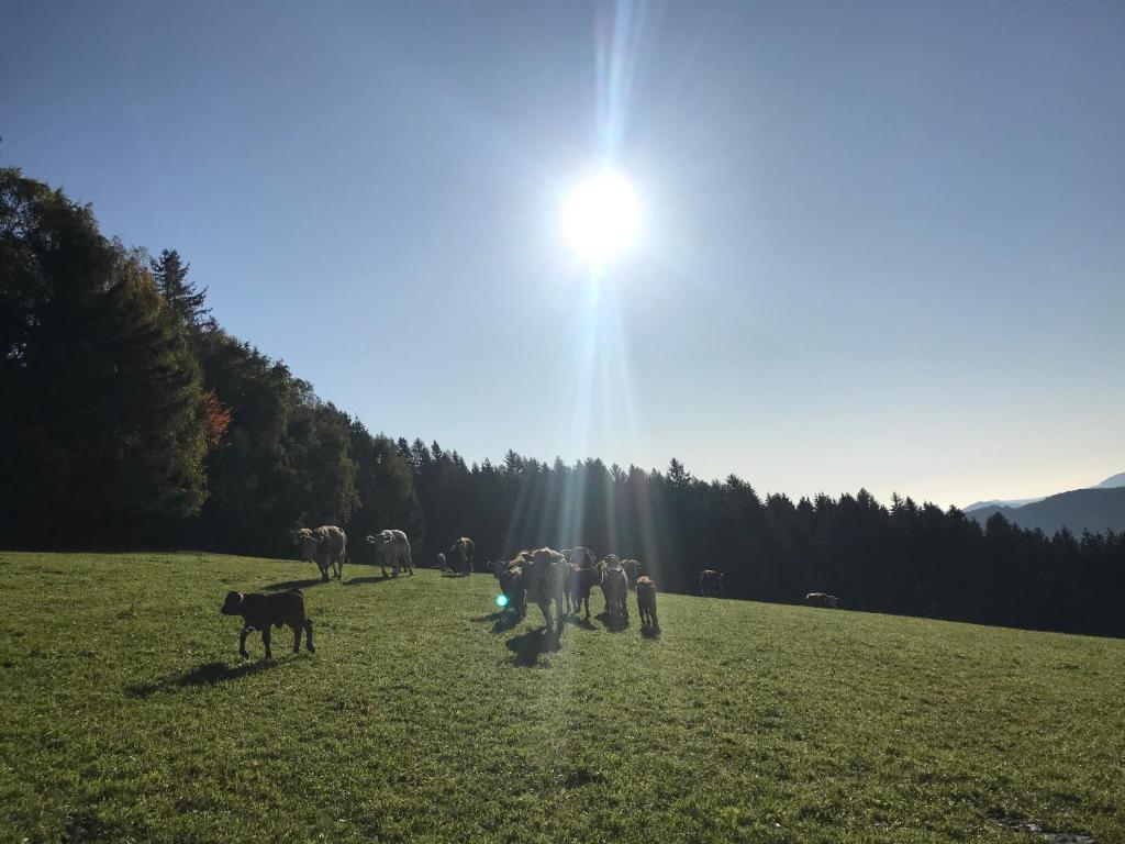 Biobauernhof Höllerbauer - 5