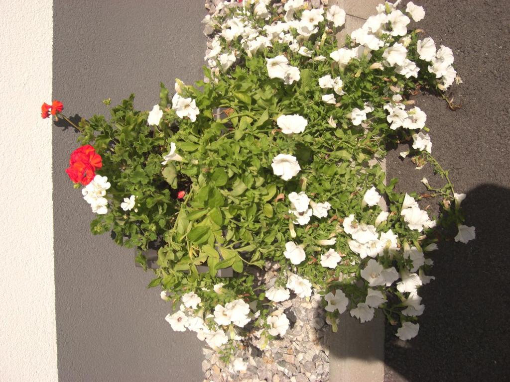 die Gartenwohnung - Tanja Tipotsch - 4