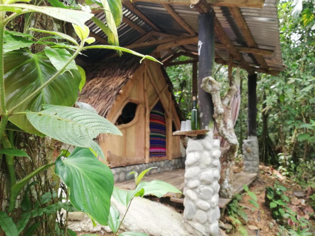 Jungle Roots photo