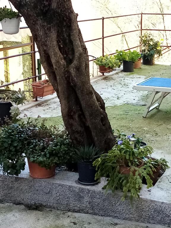 Casa dell'ulivo - 2