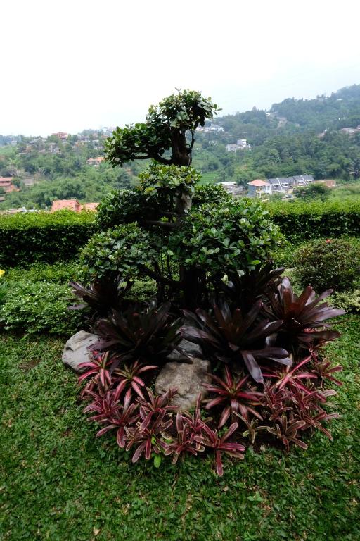 Thio's ViLLA photo