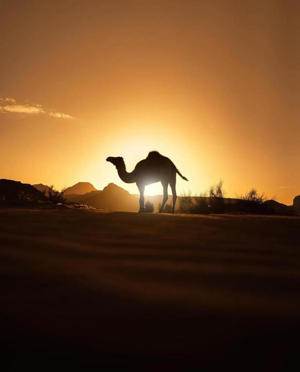 Wadi rum secrets camp photo