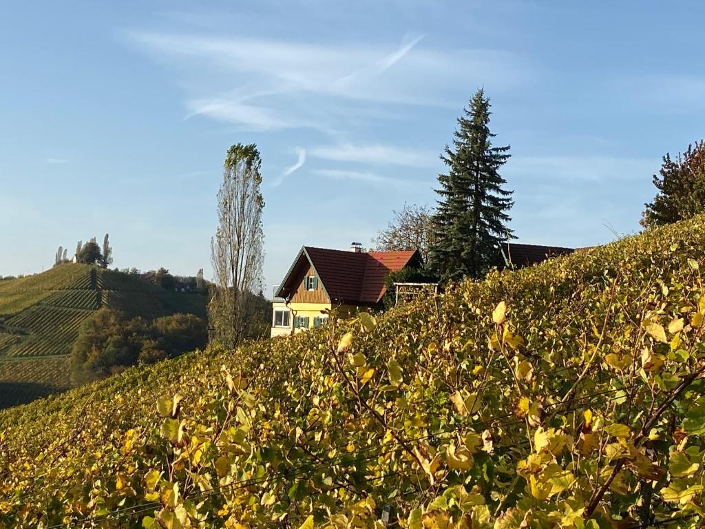 Ferienwohnungen Weingut Familie Danko - 3