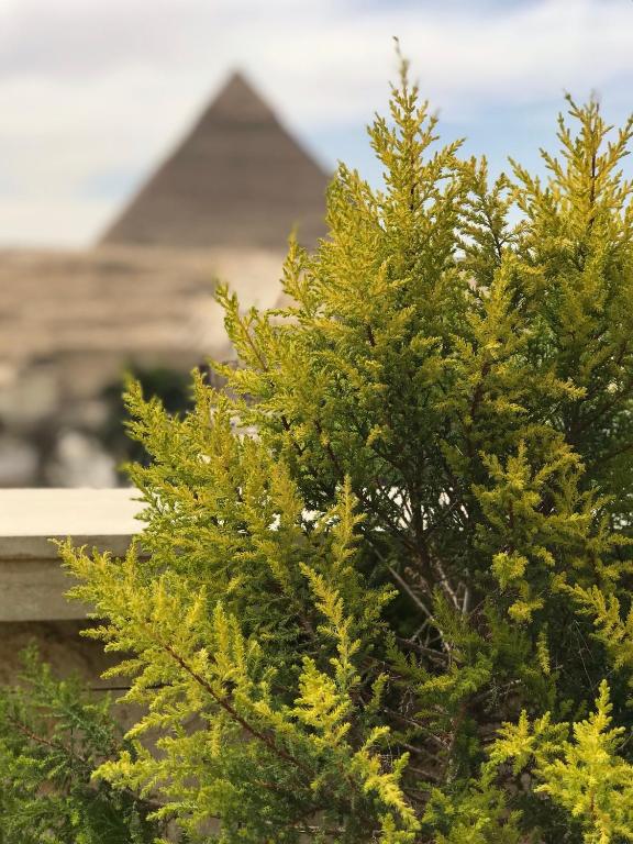 Surrounding environment