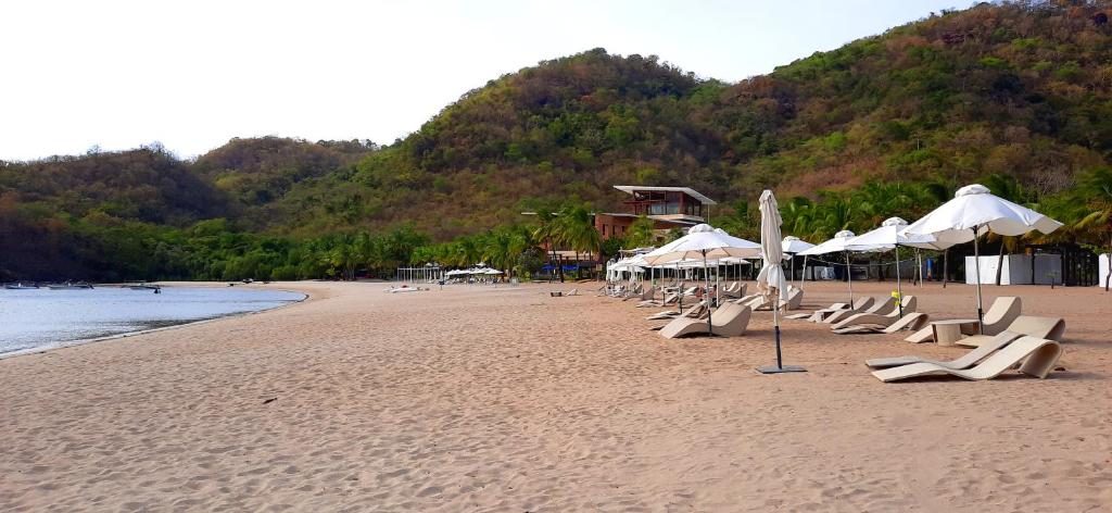 Pico de Loro Jacana B photo