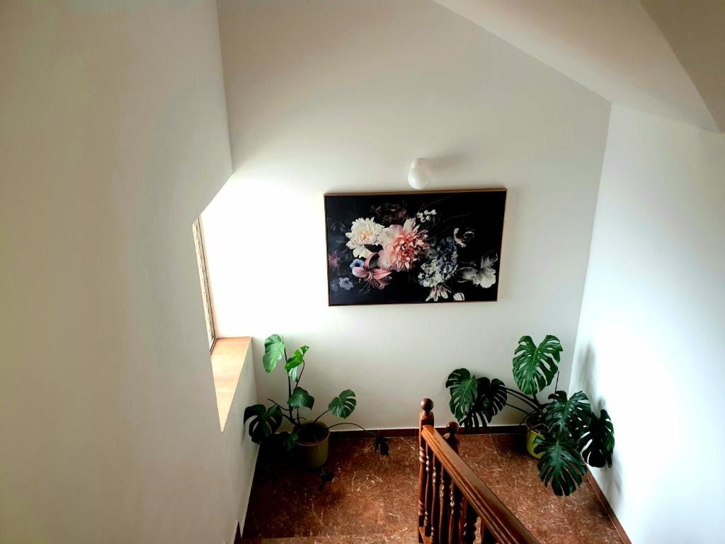Apartments Dolac photo