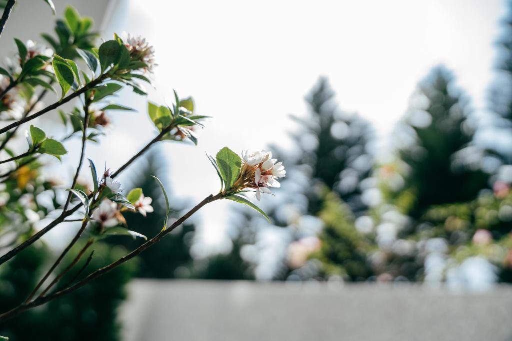 花園
