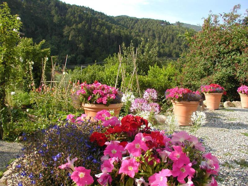 Adorable Tuscan cottage with beautiful garden just outside Lucca, sleeps 4