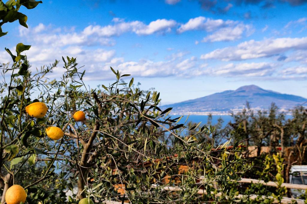 Villa il Cacciatore - 5