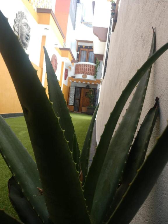 Casa Mexicana Patio - 3
