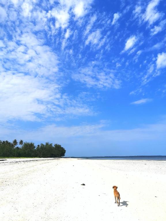 Sagando Bungalows Zanzibar photo