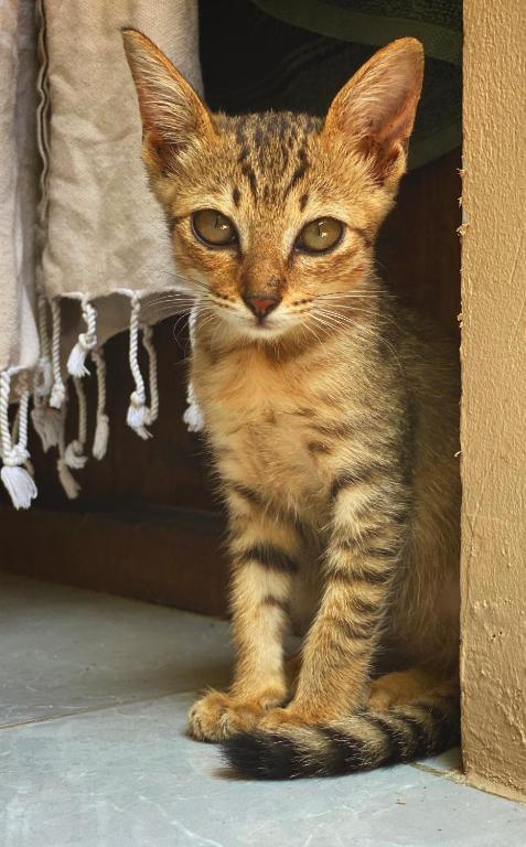 Jimador’s Homestay photo