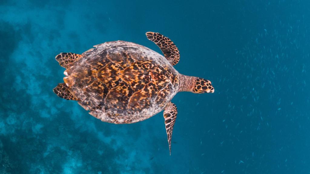 Sports and activities