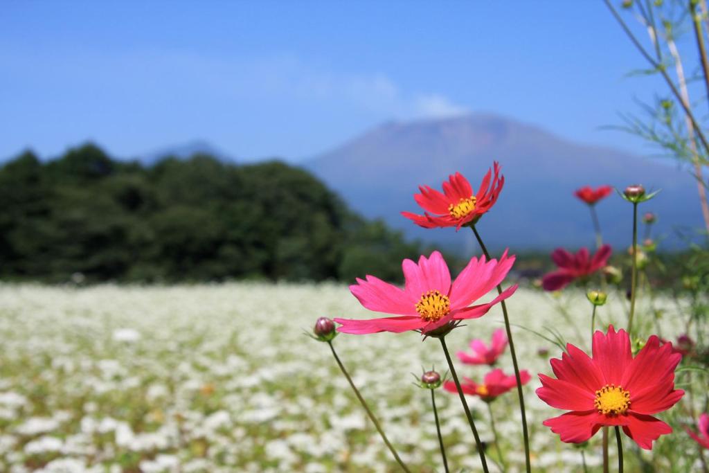 Surrounding environment