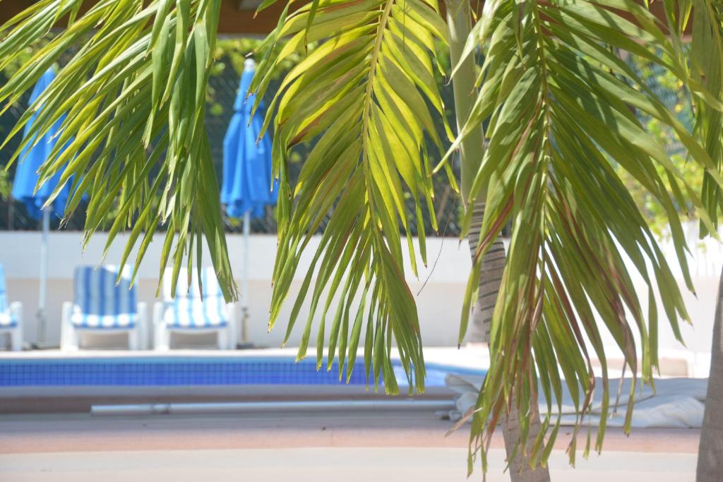 Acapulco Amor photo