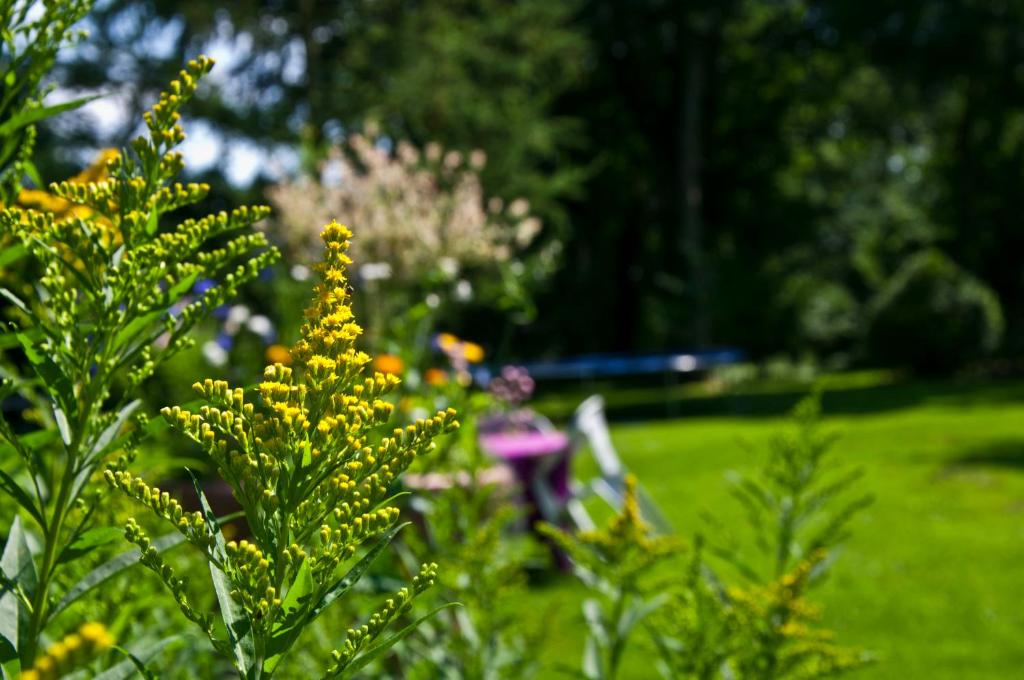 tuin